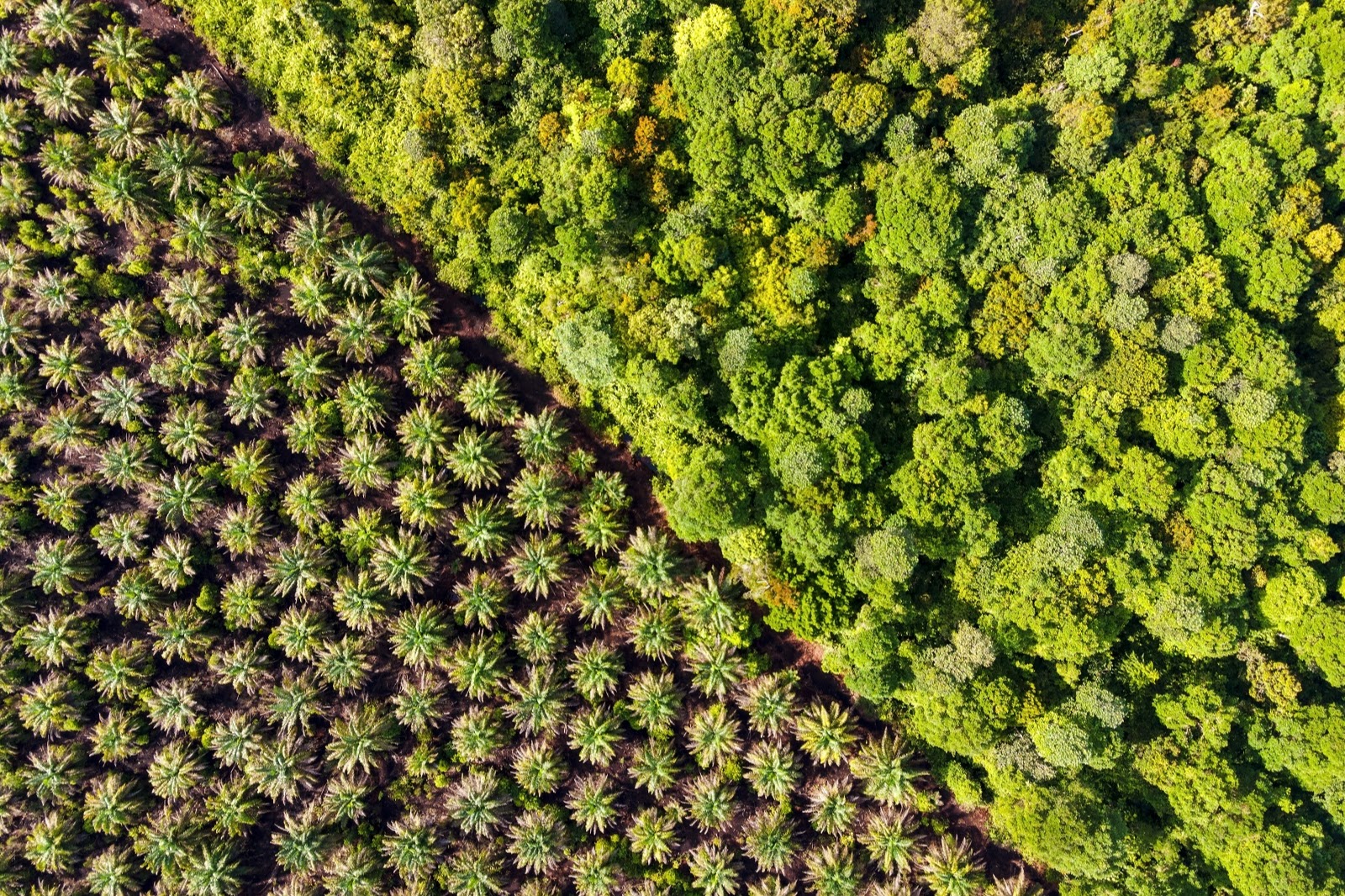 Palm Oil Plantation at the edge of Peat Land Swamp Rainforest. Photo: Nora Carol Photography / Moment